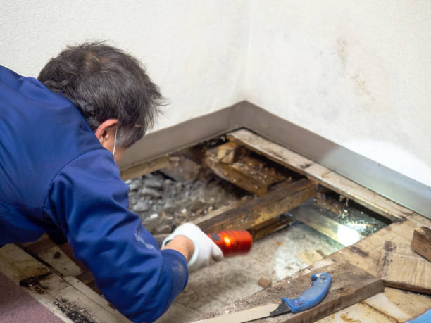 Best Local Mold Removal Service  in Kirkland, IL