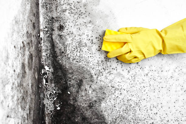 Mold Testing and Removal in Kirkland, IL