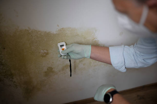 Best Toxic Mold Removal  in Kirkland, IL