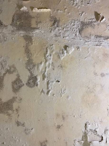 Best Mold Testing and Removal  in Kirkland, IL
