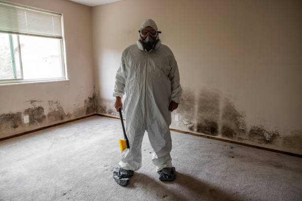 Best Attic Mold Removal  in Kirkland, IL